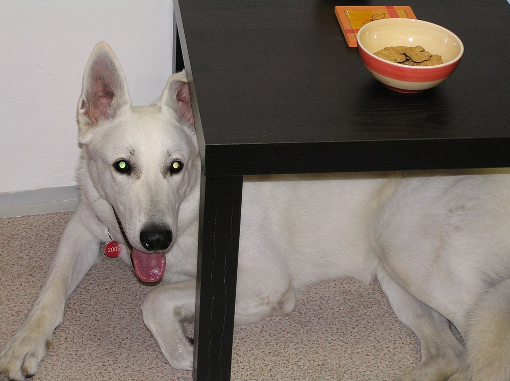 Obawy psów i ich przyczyny