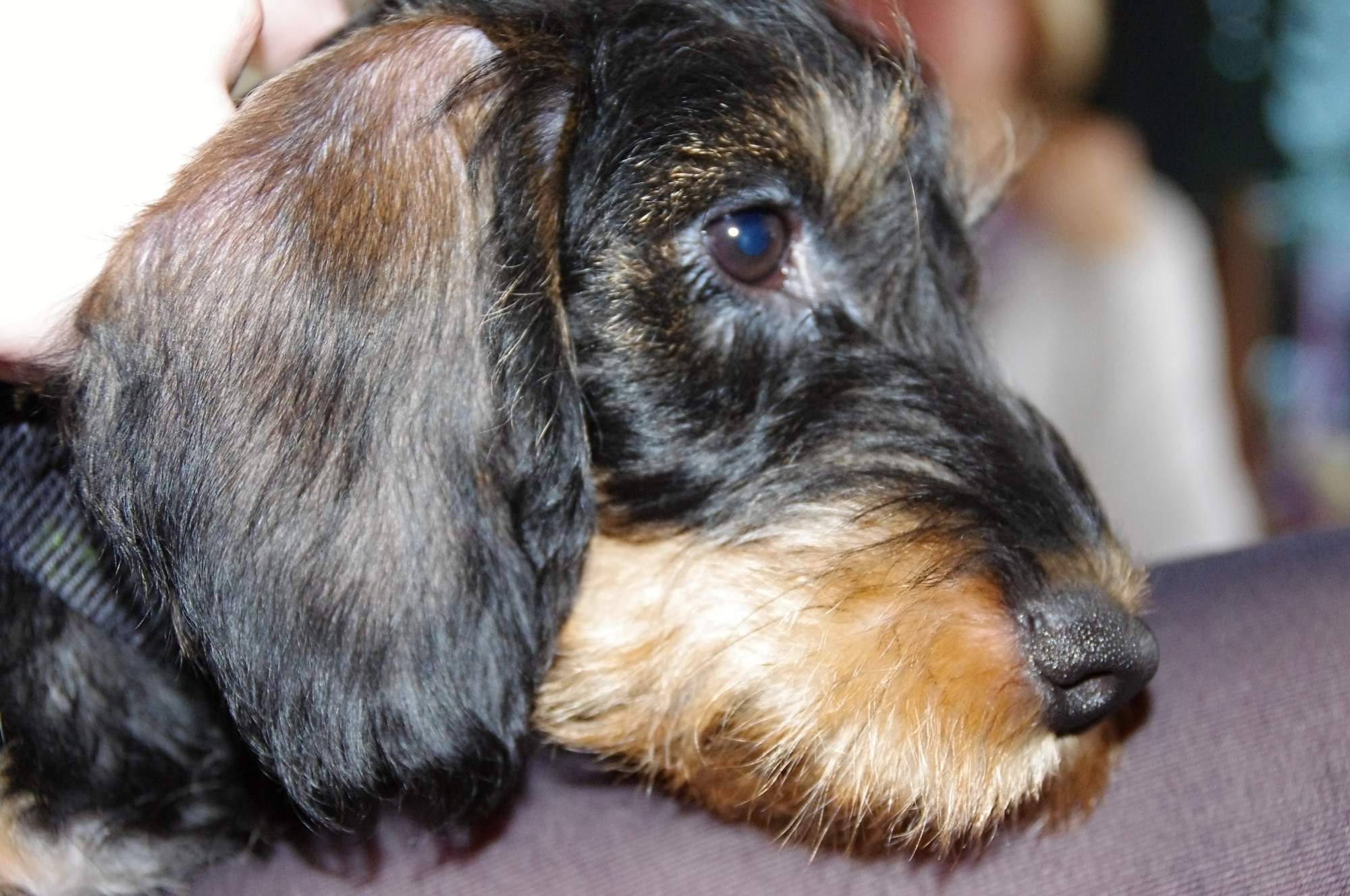 Wskazówka dotycząca przycinania zębów