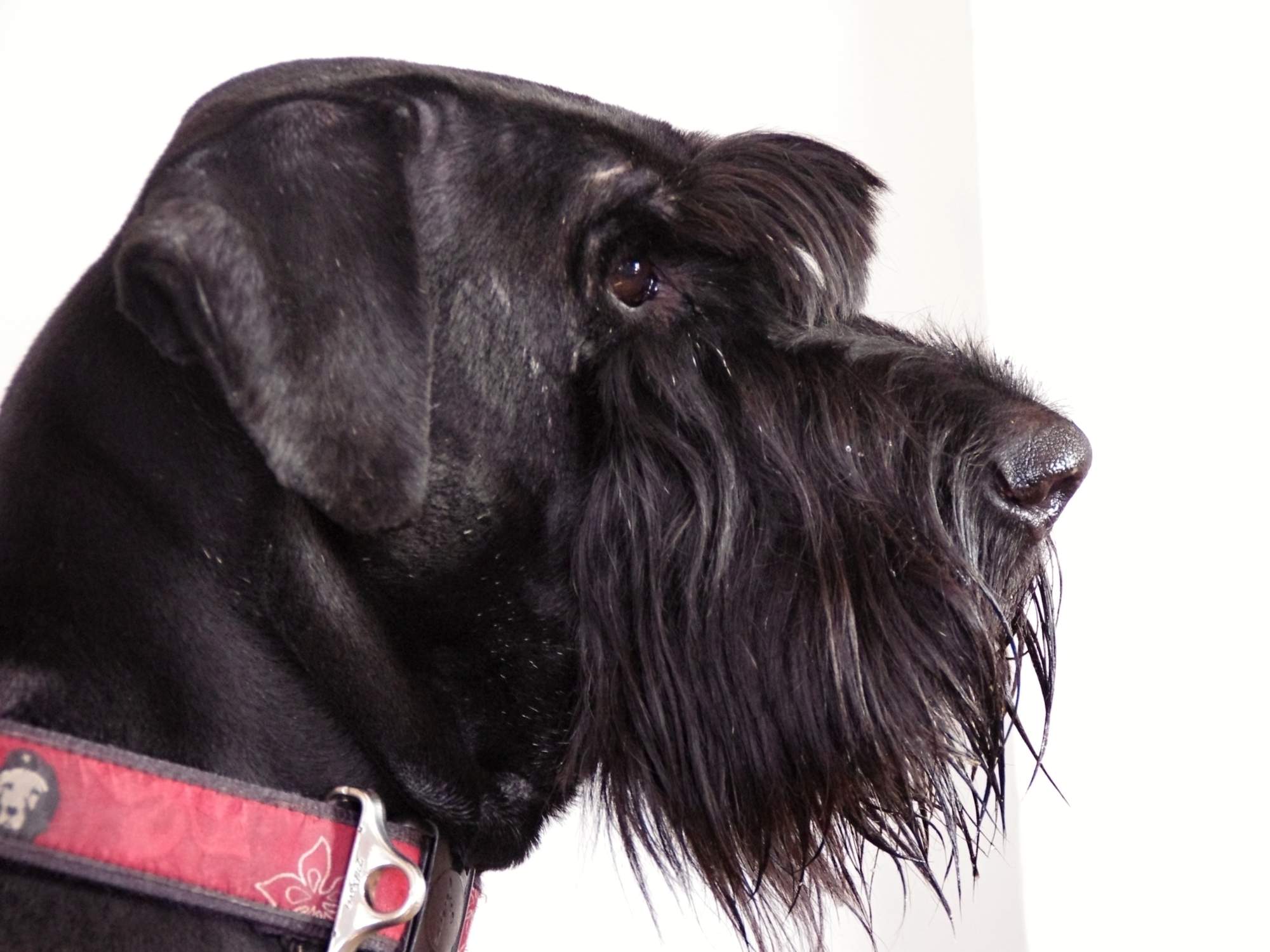 Zapalenie przewodu słuchowego