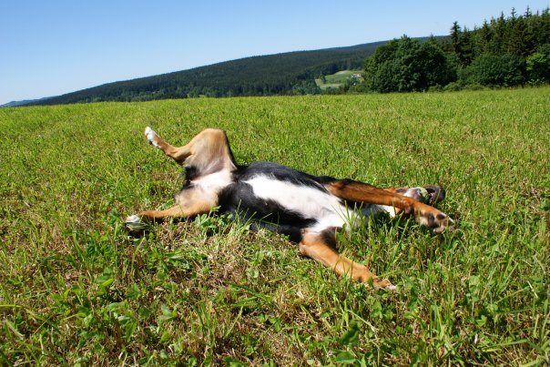 Toczenie zwłok jako zachowanie odziedziczone