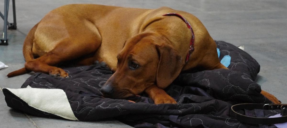 Co z kosmetykami i lekami testowanymi na zwierzętach?