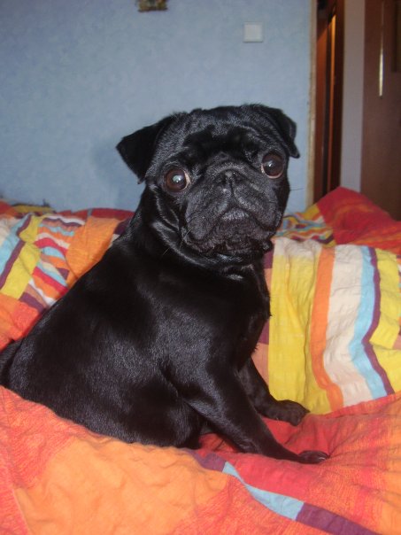 W pobliżu & # 8211; psy na dworze królewskim