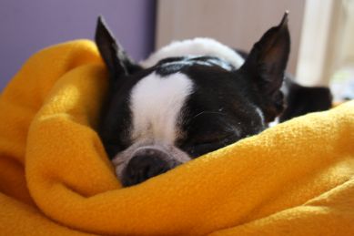 Wakacje dla psa nie są pod psem