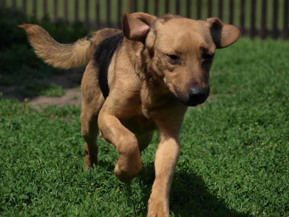 Psy do adopcji z fundacji Tlapka