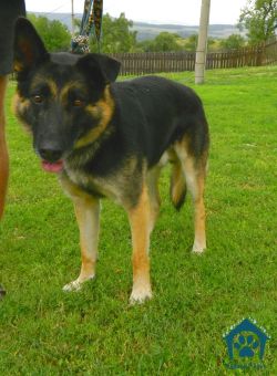 Więcej psów szuka nowego domu