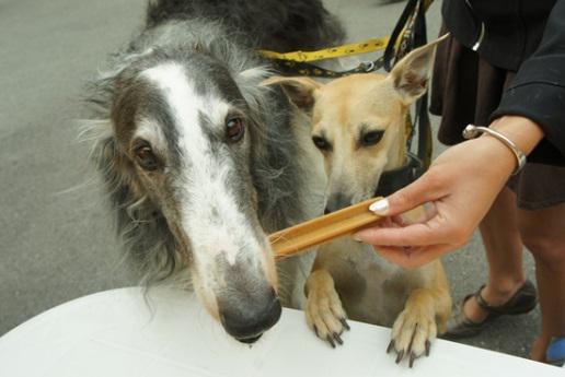 Psi dentyści ponownie badają zęby psa za darmo