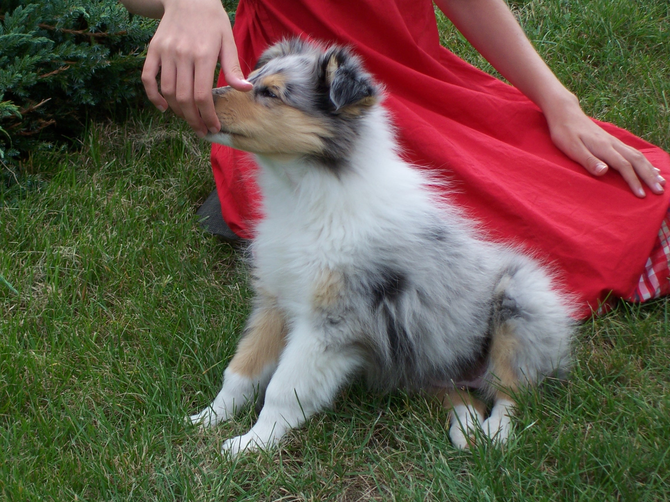 Pozwól mu powąchać!