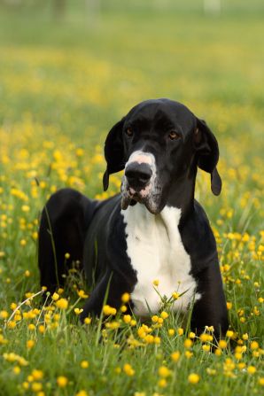 Dog niemiecki & # 8211; trochę historii