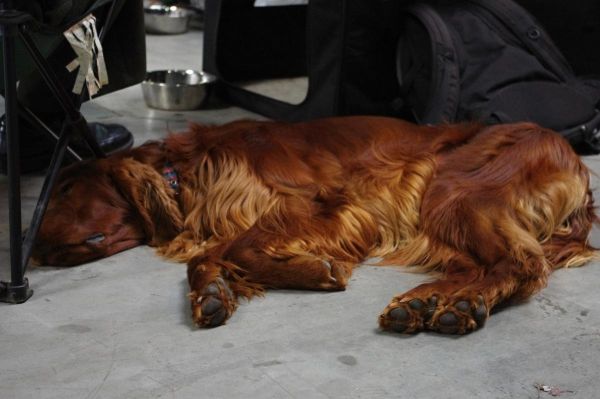 Lękliwość i homeopatia