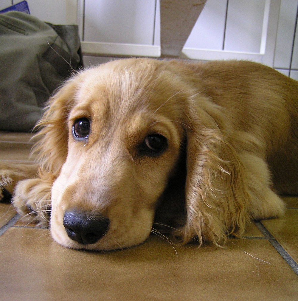 Szczeniak i czystość