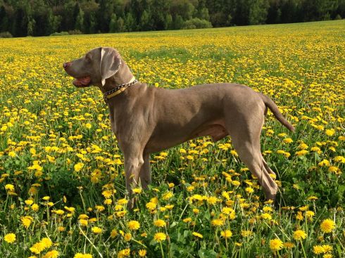 Odporność na strzelanie i orientacja