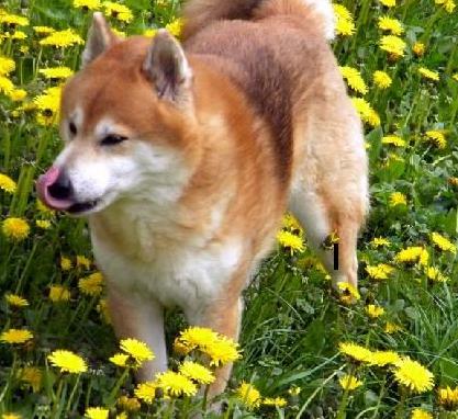 Wskazówka dotycząca gry: wąchanie jedzenia