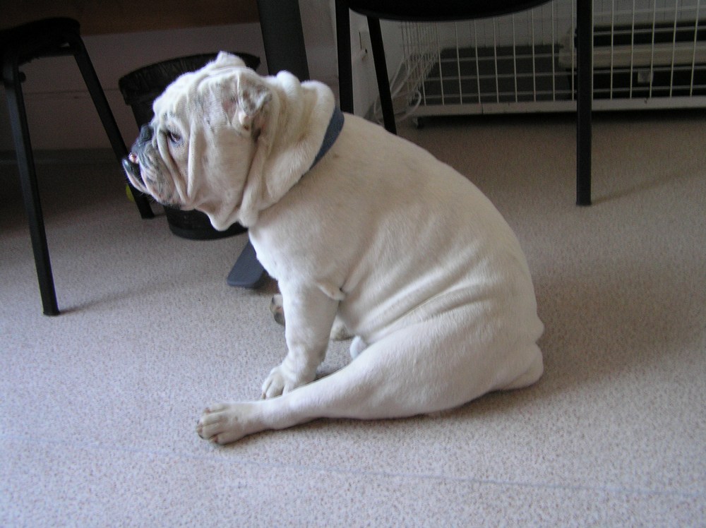 Czy kastracja pomoże?