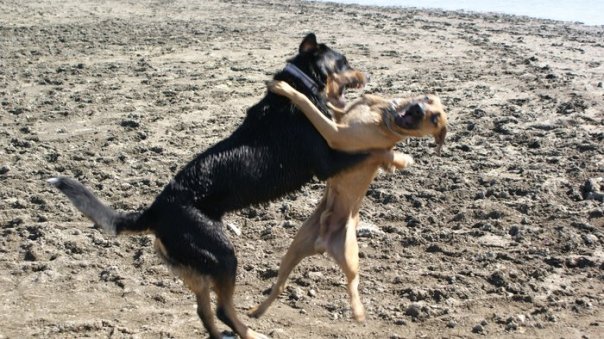 Gryzący i homeopatyczny