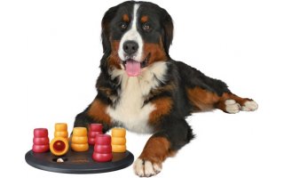 Ćwicz z zabawką motywacyjną