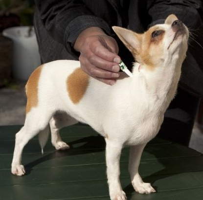 Nawet podczas wakacyjnych ataków pasożytów