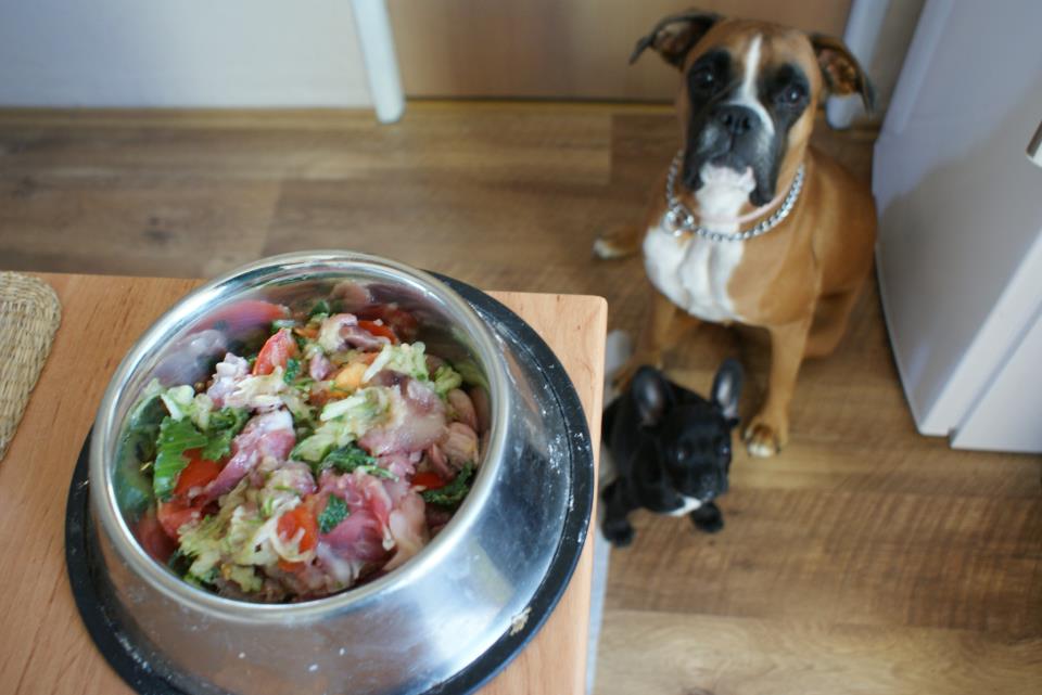 Oleje w żywieniu psów