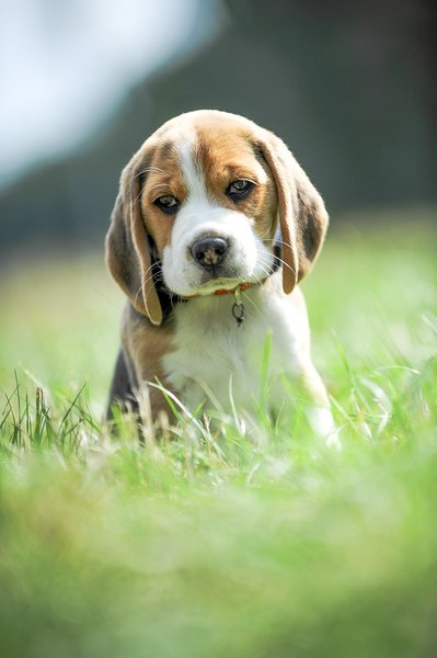 Konkurs fotograficzny trwa, wygraj BecoBalíček