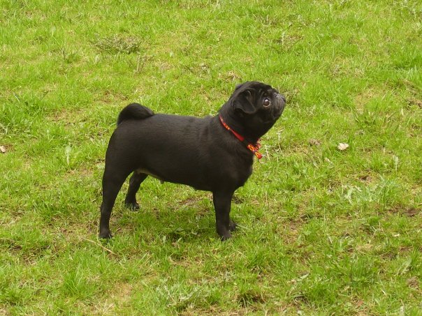 Leczenie homeopatyczne biegunki i wymiotów