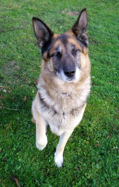 Dziesięć przykazań zwierząt ze schronienia