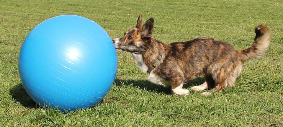 Zaproszenie na zawody treibball