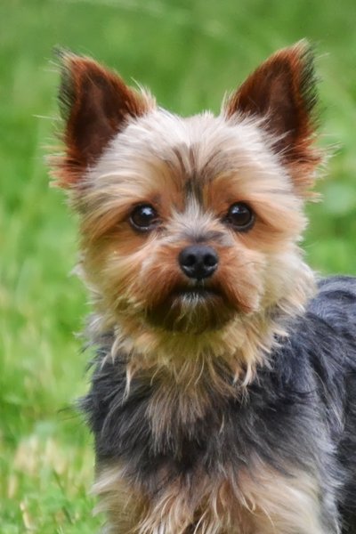 Psy i dzieła sztuki