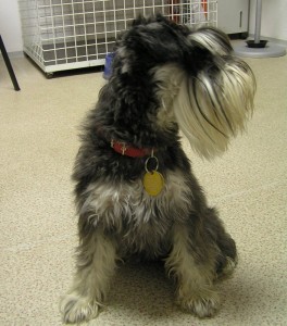 Nie chce spać na zewnątrz