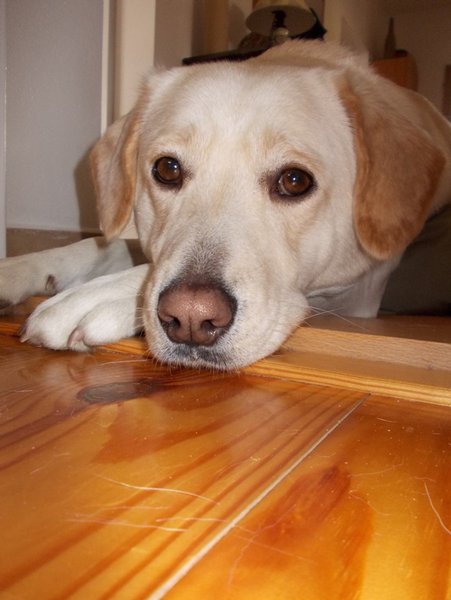 Pies do restauracji? Gdzie można, a gdzie nie?