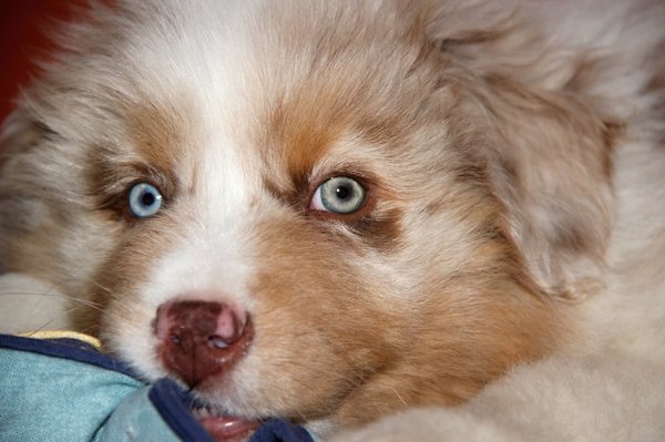 Ankieta - inwestycja w mieszkanie i zwierzęta domowe