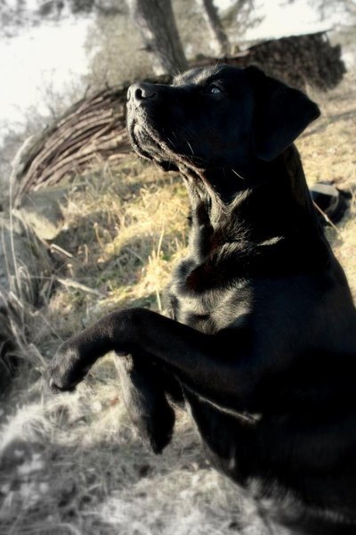 Czy twój pies chodzi po plecach?