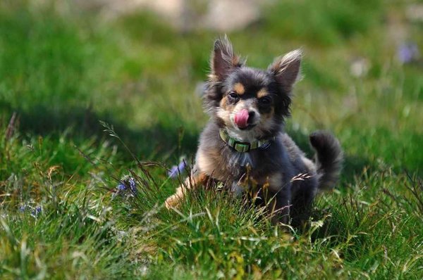 Znalezienie torby z smakołykami