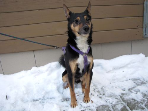 Wirtualna adopcja w schronisku Zlín