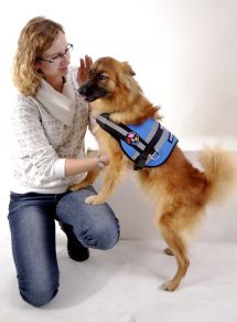 Tazy & # 8211; pies sygnałowy z ulicy