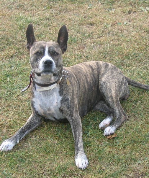 Agresja i homeopatia