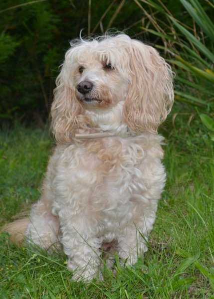 Schroniska otrzymały jedzenie