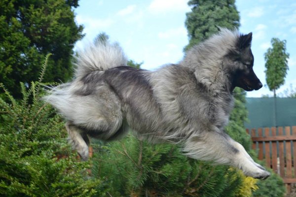 Sylwester & # 8211; uważaj na psy ucieczki