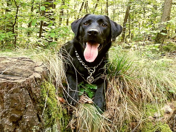 Czy musisz się martwić o psa w lesie?