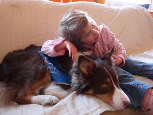 Pies asystujący, sygnalizacyjny i canistherapy