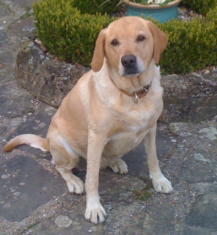 Ponadto funty powodują napięcie i przeciążenie ciała psa