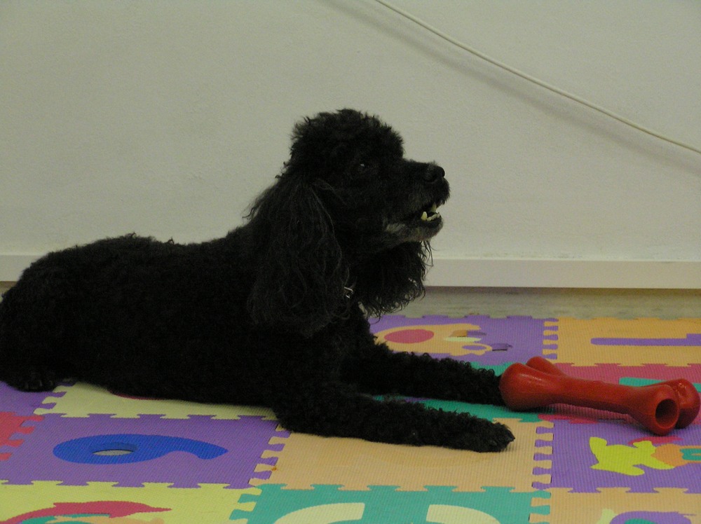 Nieprzewidywalna agresja