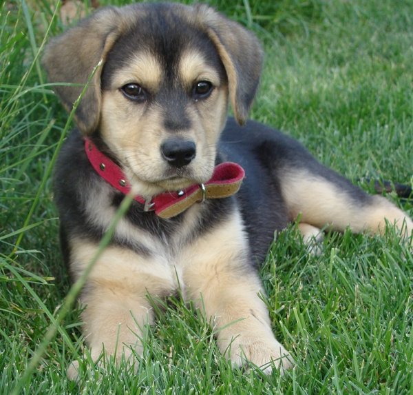 Obroża czy uprząż?