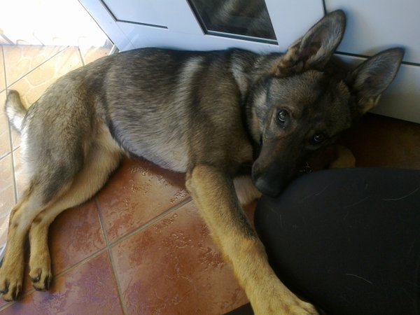 Jedzenie trawy i wymioty