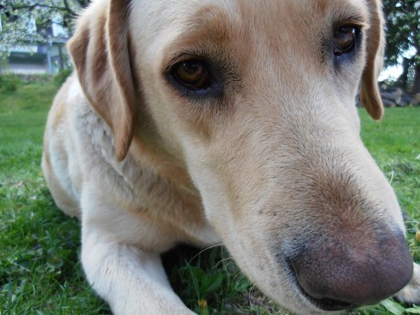 Wąchanie na zewnątrz