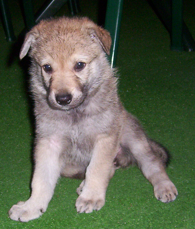 Mały założyciel wciąż się ukrywa