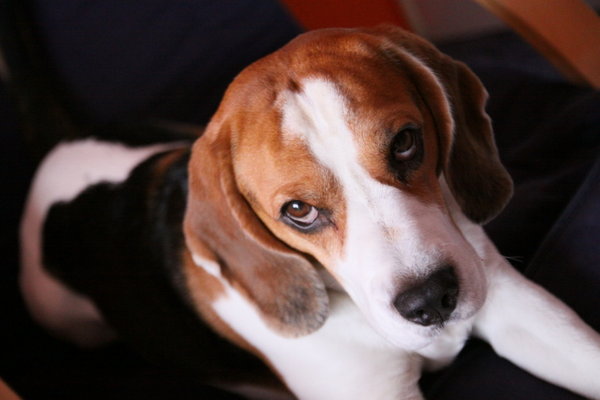 Aby uspokoić psa ...