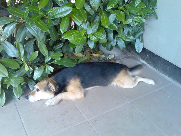 Kiedy pies osiąga starość