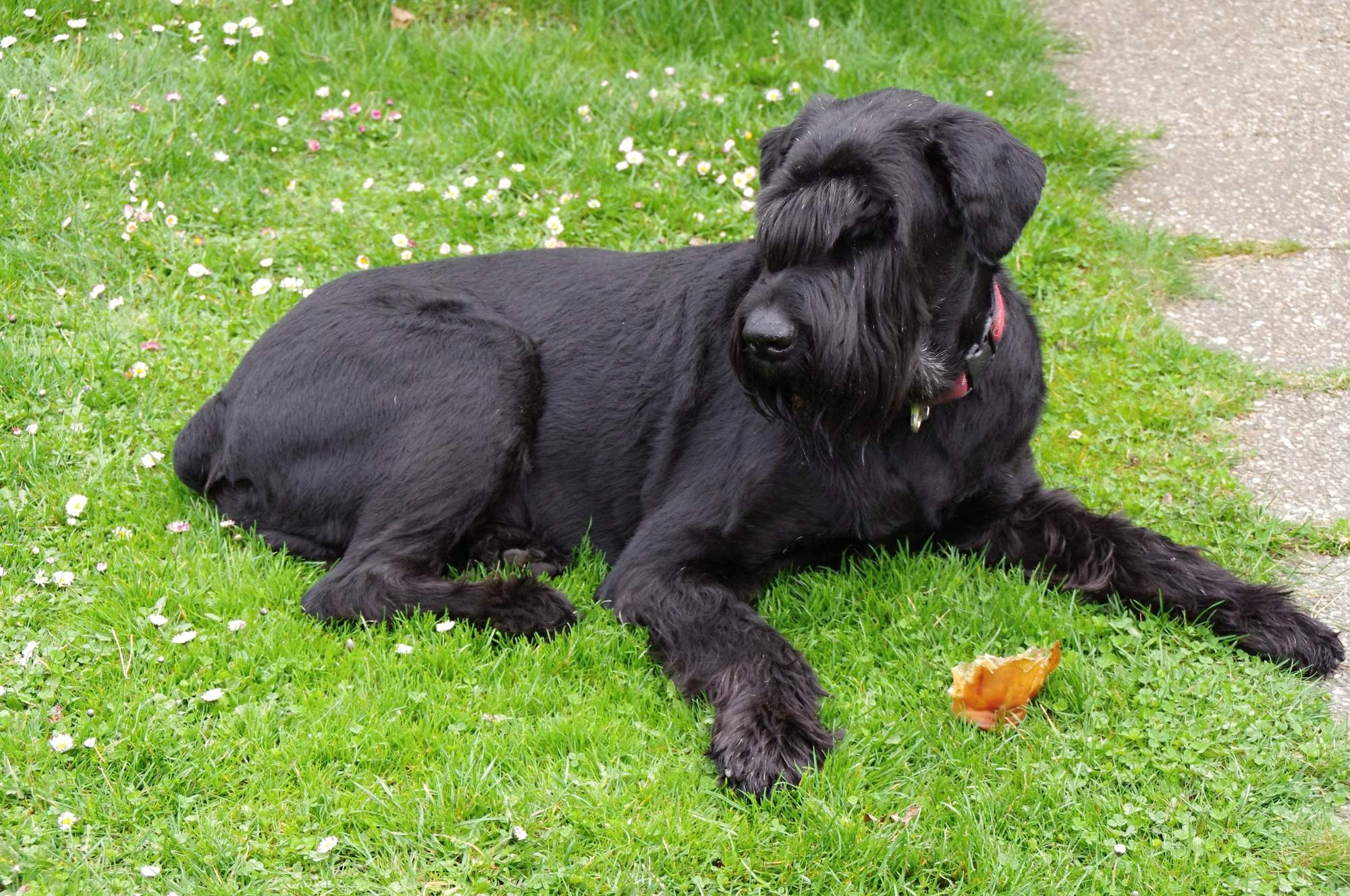 Kamienie moczowe i leki homeopatyczne