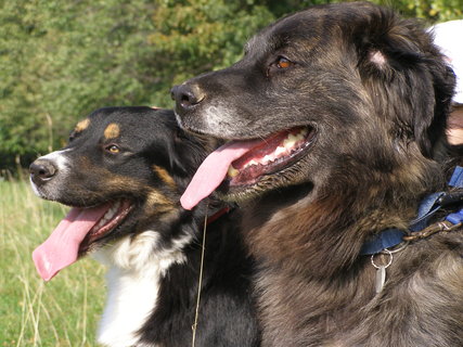 Mity o psach ze schroniska