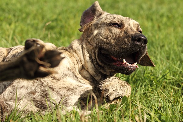 Czy Twój pies wyciągnie się, gdy wstanie z łóżka?