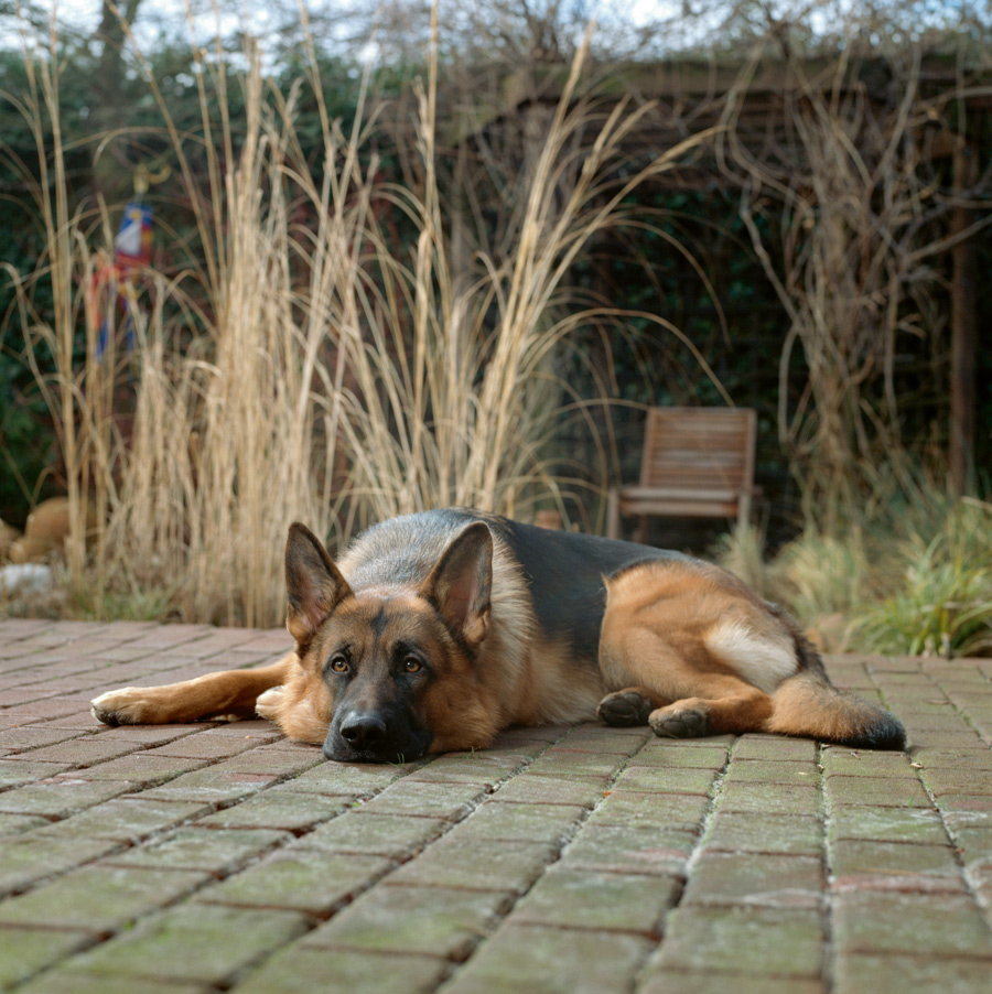 Nie daj pasożytom szansy, najlepszą obroną jest atak!